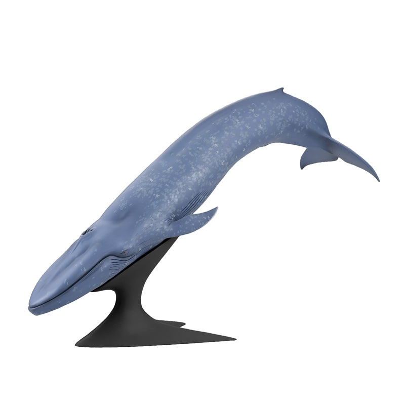 (Figure) Blue Whale National Museum of Nature and Science Permanent Exhibition (Outdoor Exhibit) Complete Figure