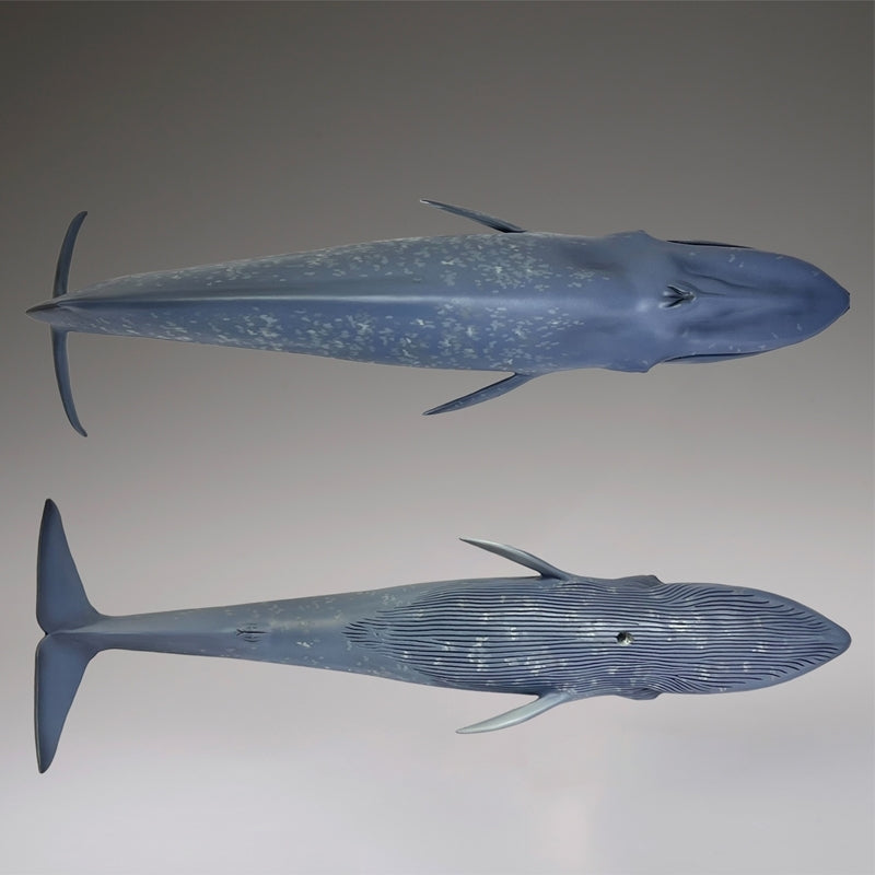 (Figure) Blue Whale National Museum of Nature and Science Permanent Exhibition (Outdoor Exhibit) Complete Figure