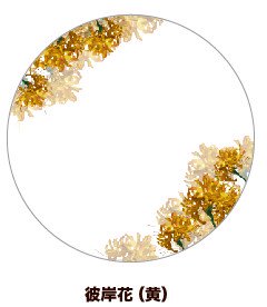(Goods - Button Badge Cover) 65mm Badge Deco-Cover 31 - Spider Lily (Yellow)