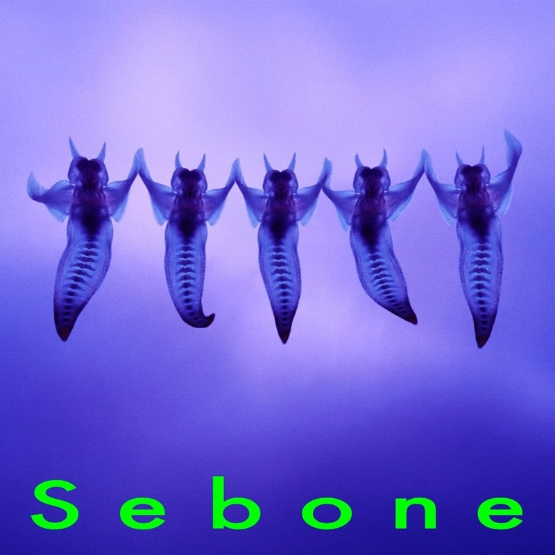 [a](Music) Sebone by TOTA [spinal cord Edition]